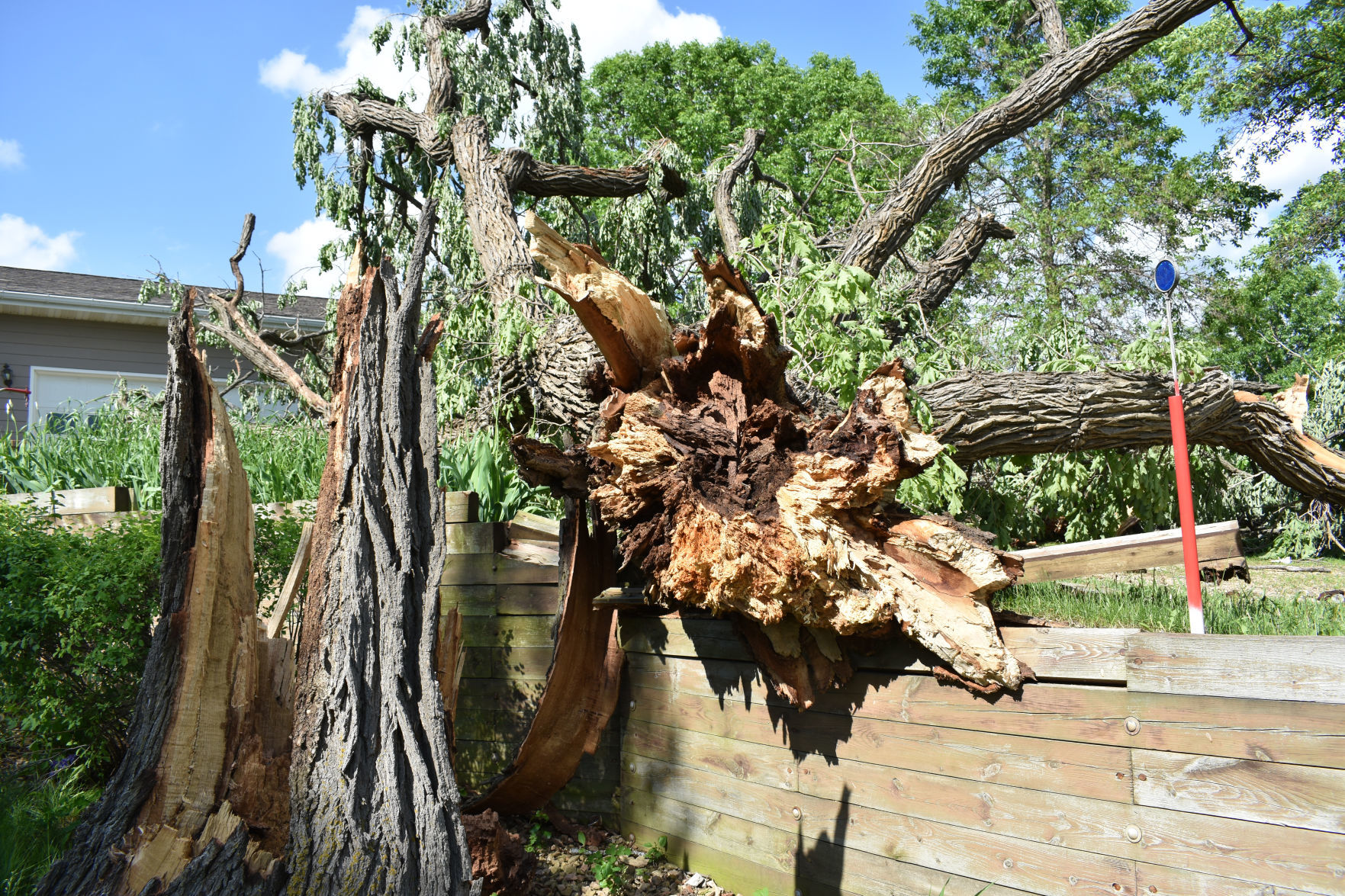 Mach tree 1.jpg